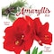 Degroot DeGroot Amaryllis Gift Box Bulb Kit 1 pk AY912A00 - alternate 3